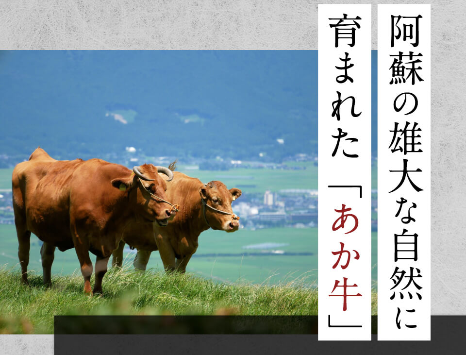 最高級の肉質と美しい霜降り。